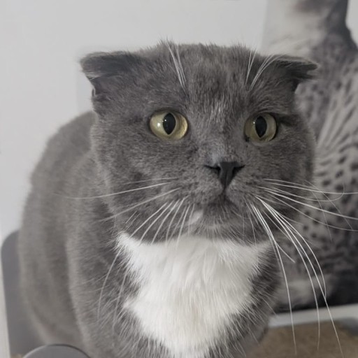 Beignet chat
